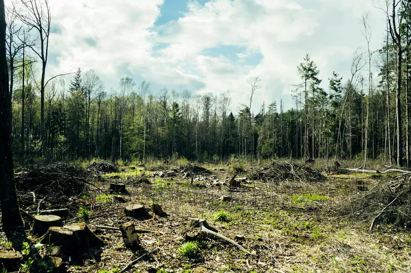 Partially cleared wooded building lot in central Maine with brush piles ready for chipping