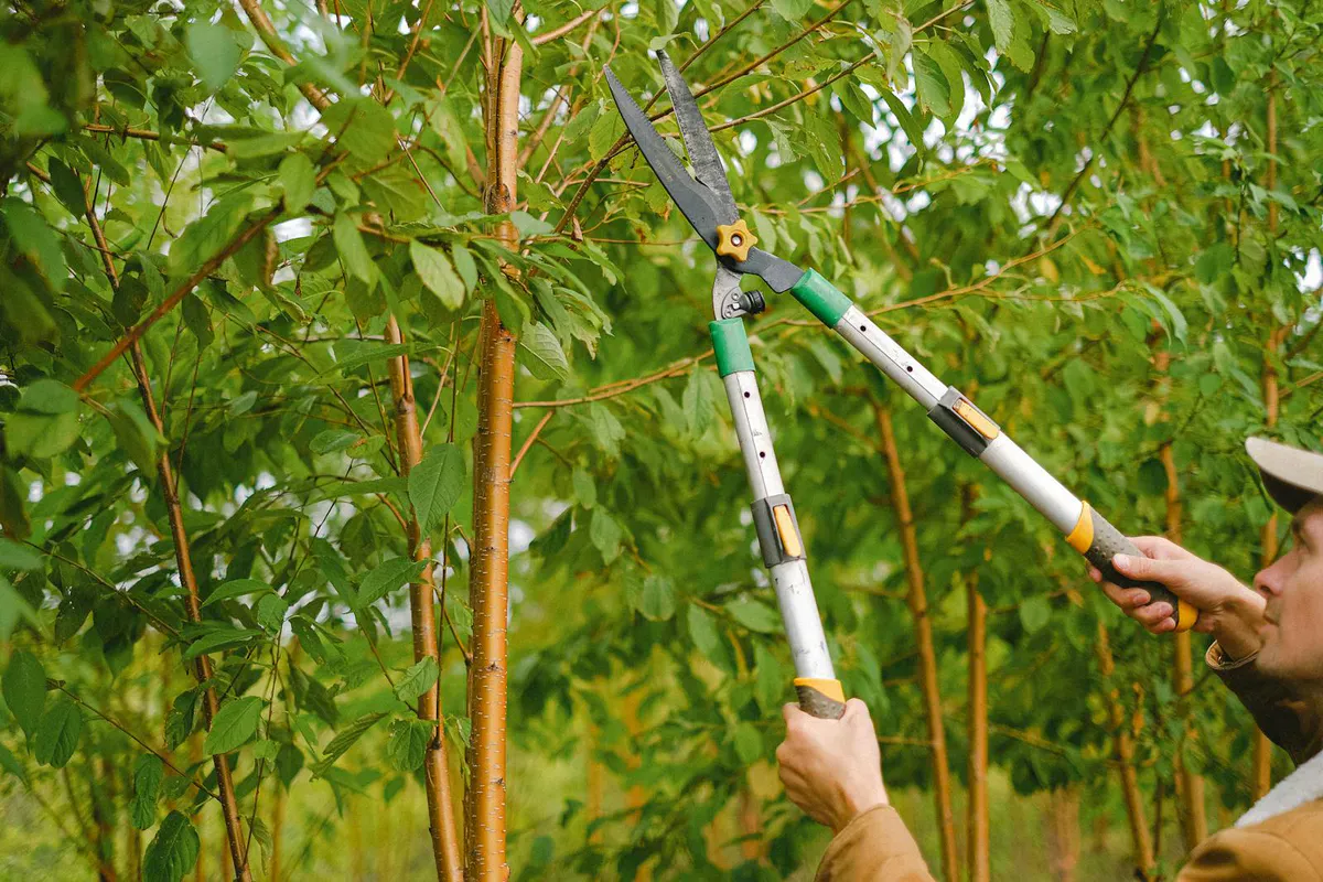 Arborist pruning the green canopy of a young tree with long-handled loppers in a central Maine yard
