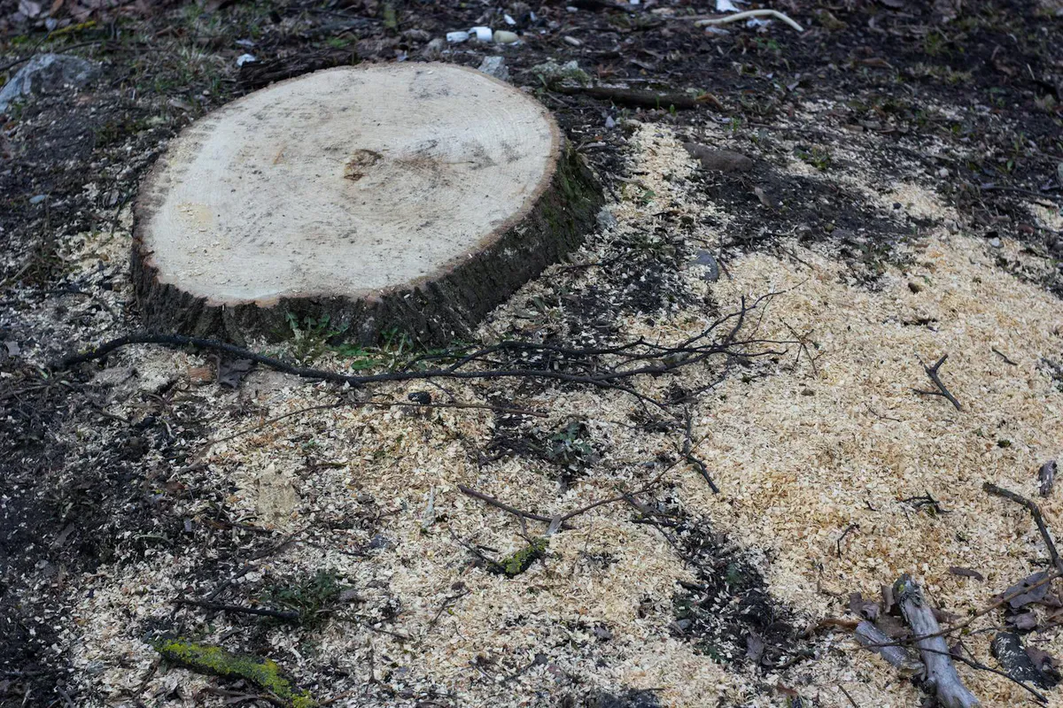 Freshly cut tree stump ringed with sawdust and grindings, ready to be ground below grade
