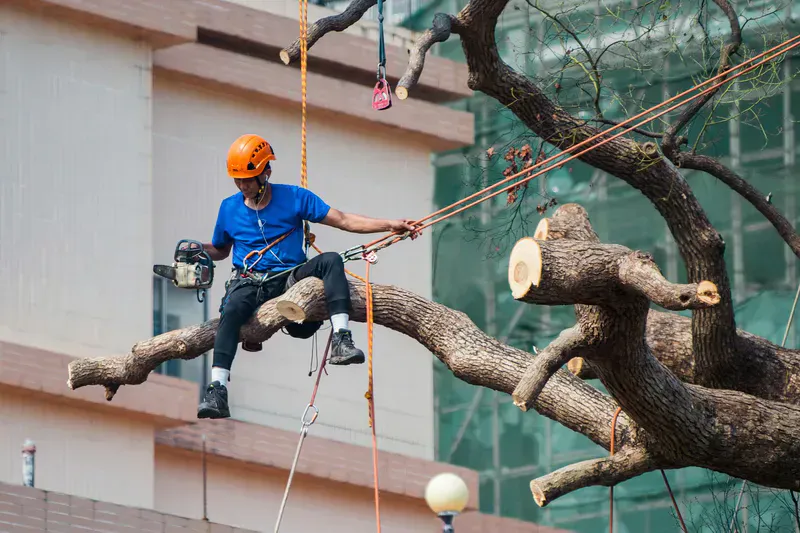Climber roping down a section of a large hardwood during a residential tree removal in central Maine